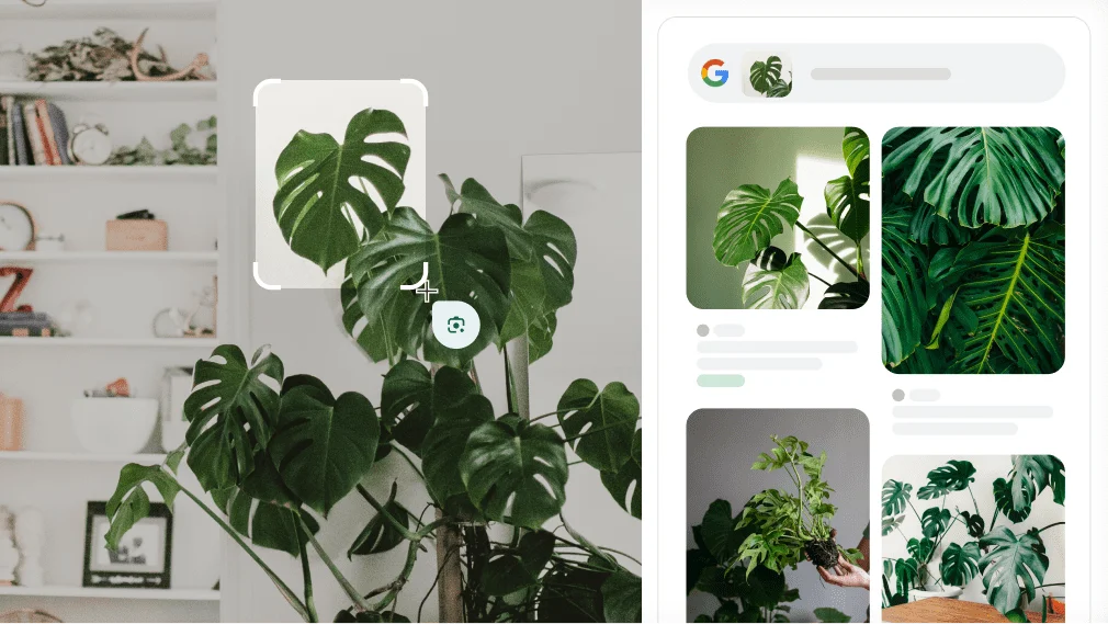 Google Lens s'utilitza per identificar una planta Monstera.